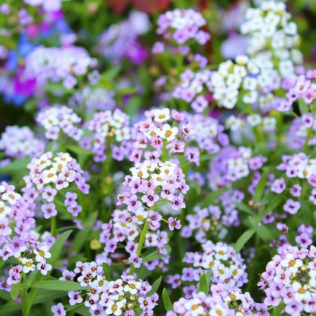 piante da aiuola alyssum