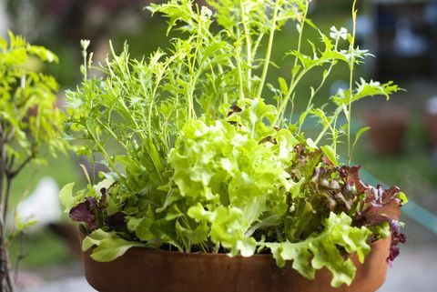 Mesclun verdi in vaso di fiori