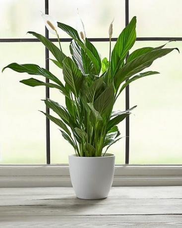 Peace Lily Planter