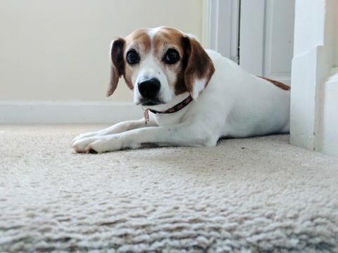 Ritratto Di Cane A Casa