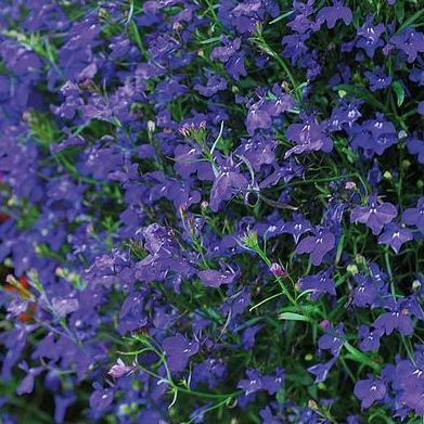 Lobelia pendula 'Monsone'