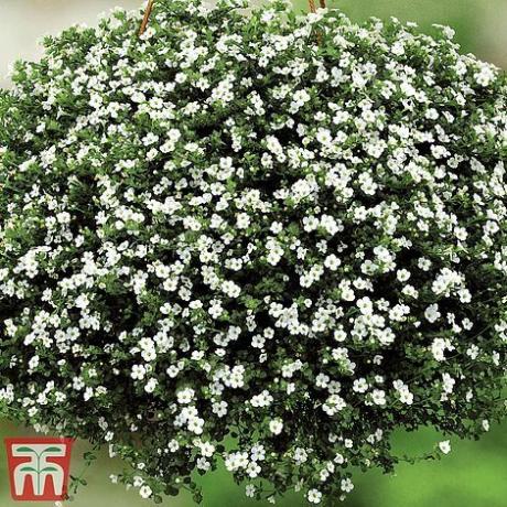 Bacopa 'Baristo® Fiocco di Neve'