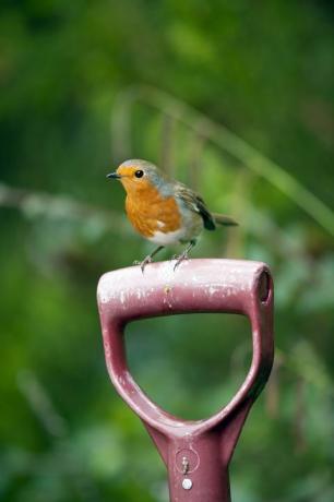 pettirosso in giardino