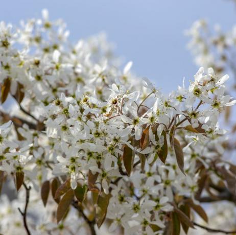 amelanchier lamarckii arbusto a fioritura decidua, gruppo di fiori bianchi su rami in fiore, cultivar di piante di mespilus nevoso