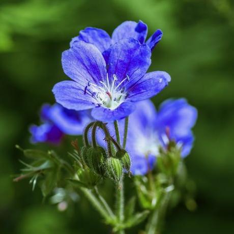 un'immagine ravvicinata di un geranio blu resistente che cresce in una parte ombreggiata del giardino