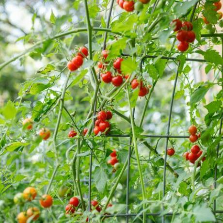 Pomodori ciliegini maturati di vite organica rossa fresca che crescono su un traliccio di pannello di bestiame ad arco in un giardino di casa suburbana cortile dopo una pioggia