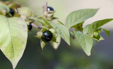 Bacca di Deadly Nightshade (Atropa bella-donna)