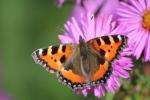 David Attenborough vuole che tutti noi prendiamo parte al Big Butterfly Count 2017 di questa estate