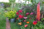 8 migliori piante da fiore per un display da giardino colorato