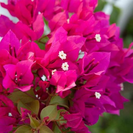 Bougainvillea 'Barbara Karst' 