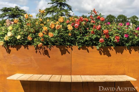 david austin, installazione arcobaleno di rose, mostra floreale del palazzo di rhs hampton court, luglio 2021