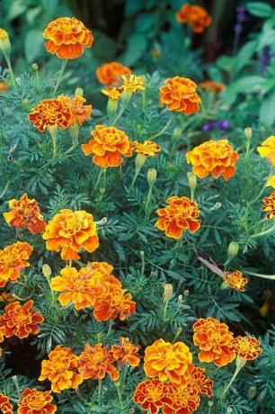 calendule in fiore