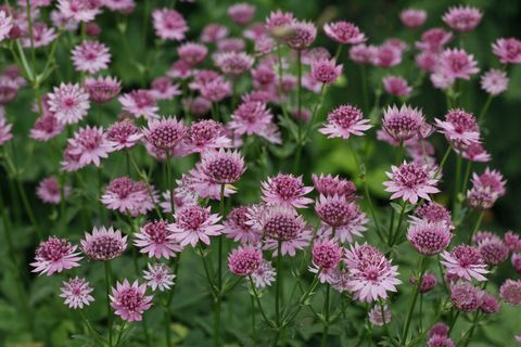 astrantia 'roma'