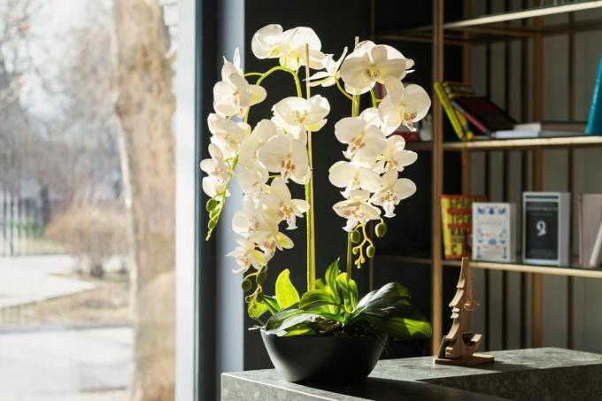 elegante design degli interni con bellissimi fiori di orchidea in vaso bianco e libreria accanto alla finestra