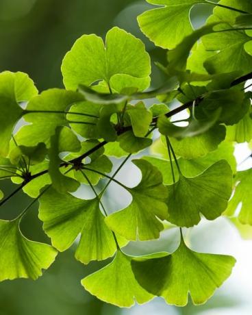 Ginkgo biloba foglie verdi su un albero in yonghe lamasery, Pechino, Cina