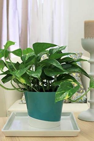 Devil's Ivy (Pothos)