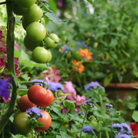 pomodori che crescono in un lussureggiante giardino verde