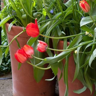 Vaso tom lungo in terracotta Yorkshire