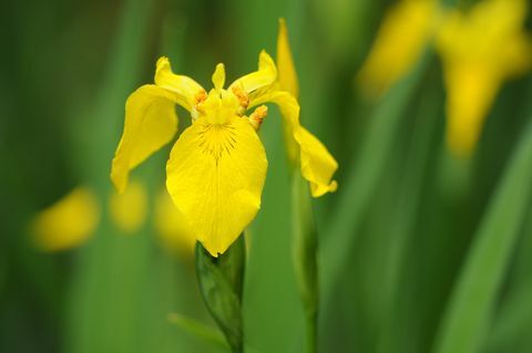 Iris giallo (Iris pseudacorus)