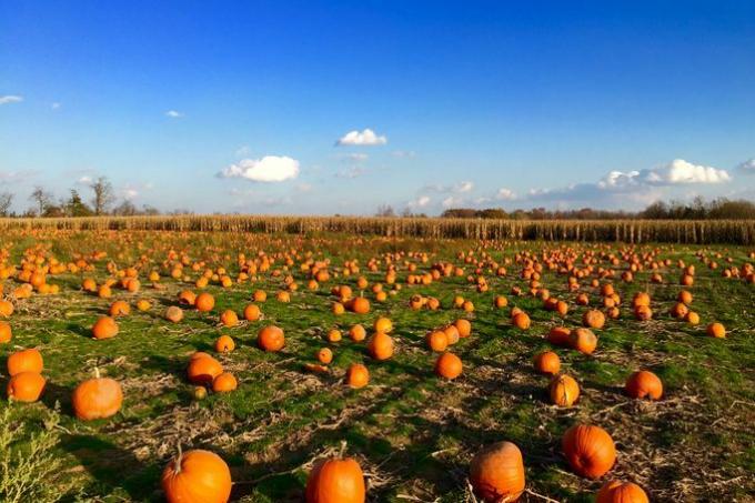 toppa di zucca