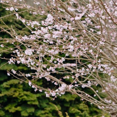 jwwtxc ciliegia autunnale prunus subhirtella 'autumnalis rosea'