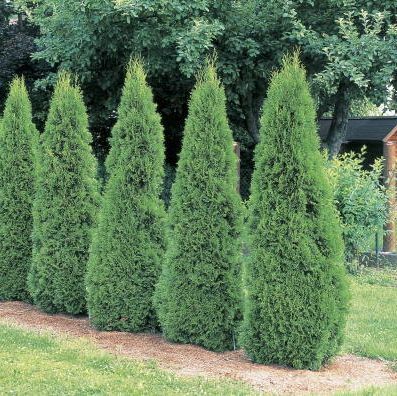 alberi arborviti