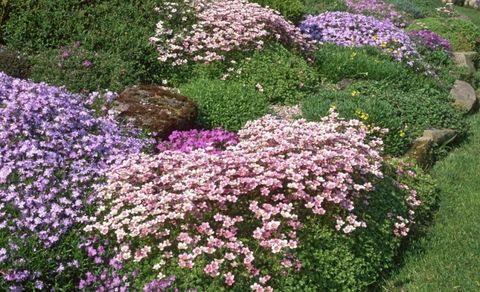 rock-giardino-fiori