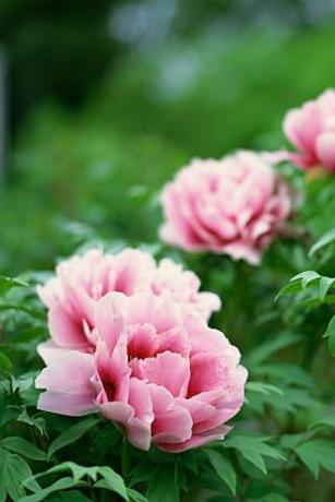 peonie in fiore