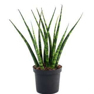 Sansevieria Fernwood