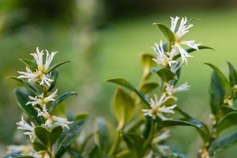 piante di confine, primo piano di fiori su un arbusto di sarcococca confusa di scatola dolce