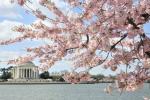 Cherry Blossom Peak Bloom 2019 di Washington D.C.: dettagli, previsioni, date