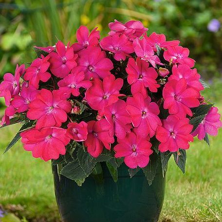 Impatiens 'Sol Luna™ Rosa'