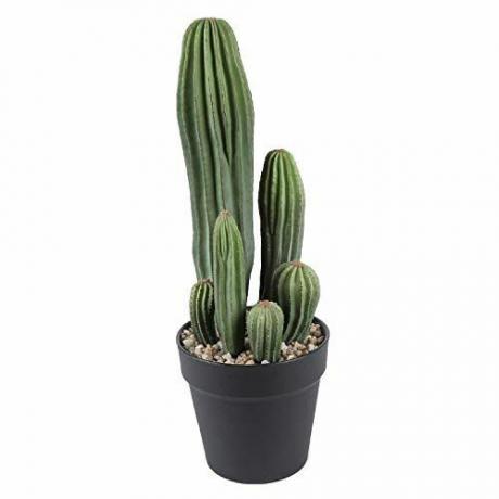 Pianta Di Cactus 