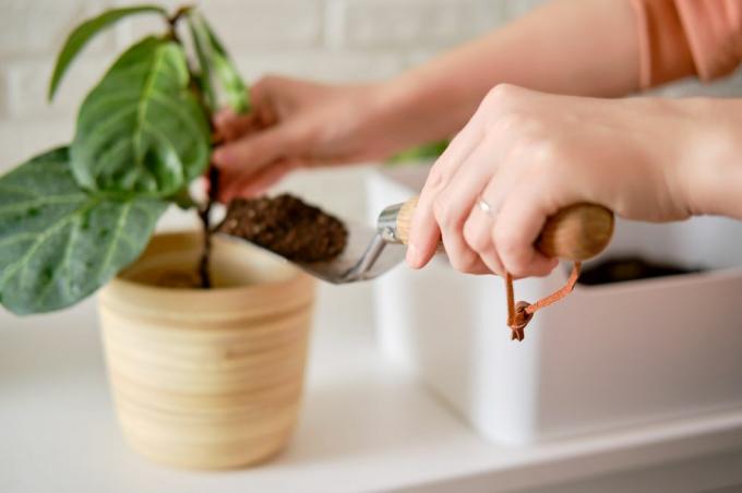 una donna fiorista versa il terreno per piantare piante ficus lyrata bambino in un vaso di fiori piantando una pianta d'appartamento, sfondo muro di mattoni bianchi