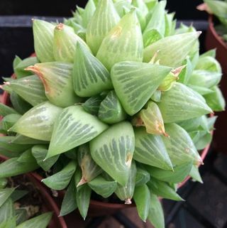 Truncata traslucida 