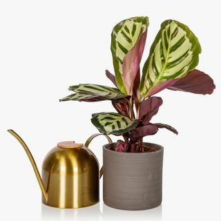 Annaffiatoio e Calathea