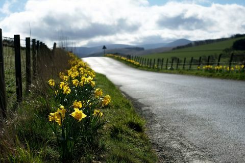 Il narciso (narciso) fiorisce su un bordo della strada rurale