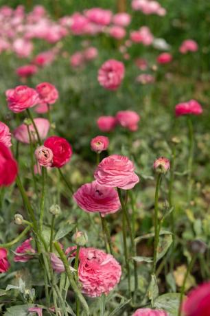 Lucy Vail alla Floriston Flower Farm