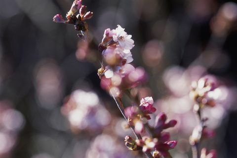 Prunus x subhirtella 'Autumnalis rosea' (Higan cherry)