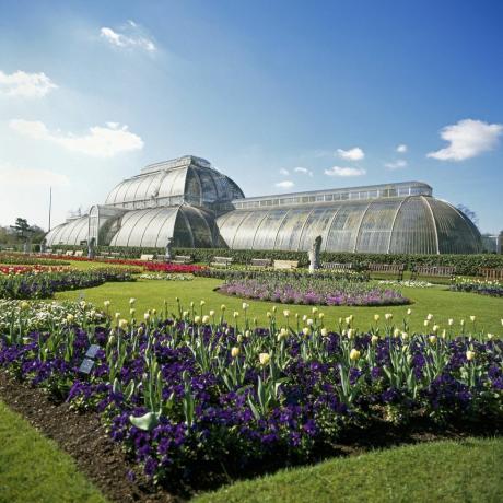 Conservatorio di Palm House e fiori Kew Gardens