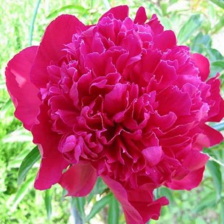 Peonia erbacea 'Karl Rosenfield', pianta