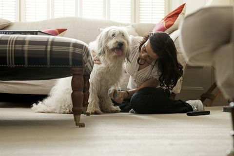 Prendersi cura del cane a casa