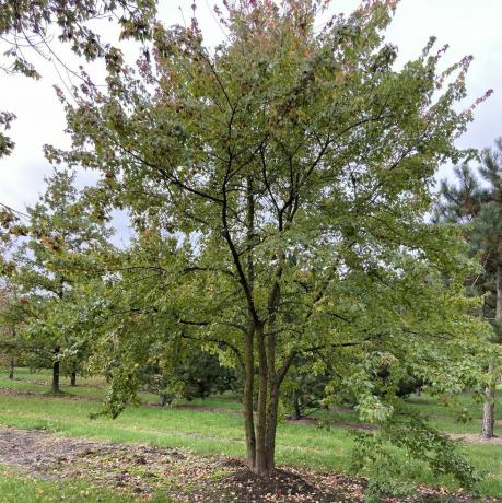 piccolo albero da giardino, acer buergerianum