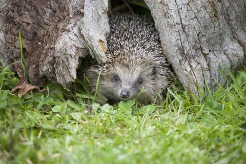 Riccio europeo (Erinaceus europaeus) in albero cavo, St Tiggywinkles, Buckinghamshire, Regno Unito