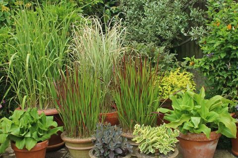 Erbe ornamentali in vasi da patio tra cui Miscanthus e Imperata. Pianta del momento della Horticultural Trades Association per agosto.