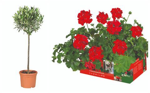 Olivo Lidl e Pelargonium peltatum