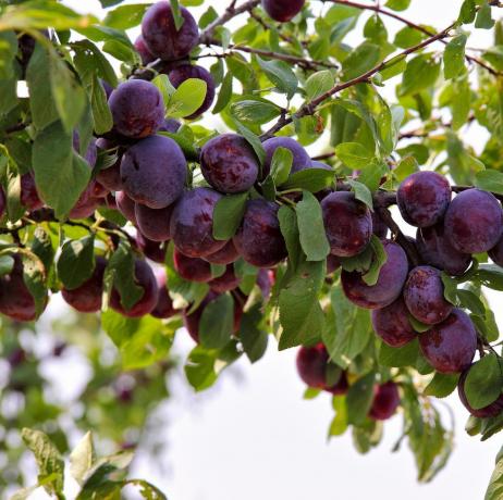 frutta di prugne, giardino estivo