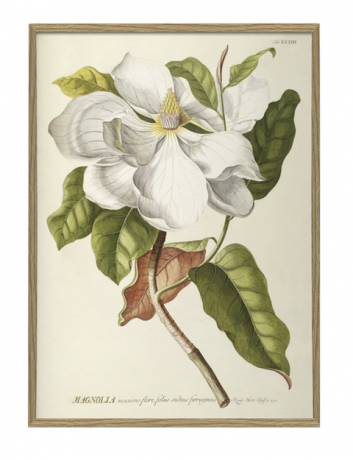 Foto DYBDAHL MAGNOLIA PRINT