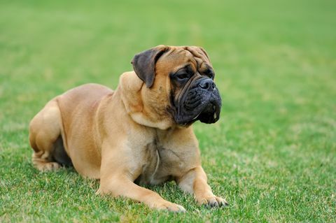 Cane mastino sull'erba