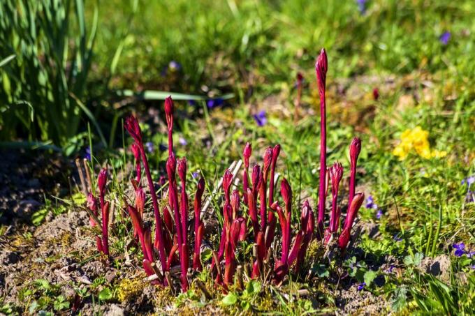 germania, piantine di peonia rossa che spuntano in primavera